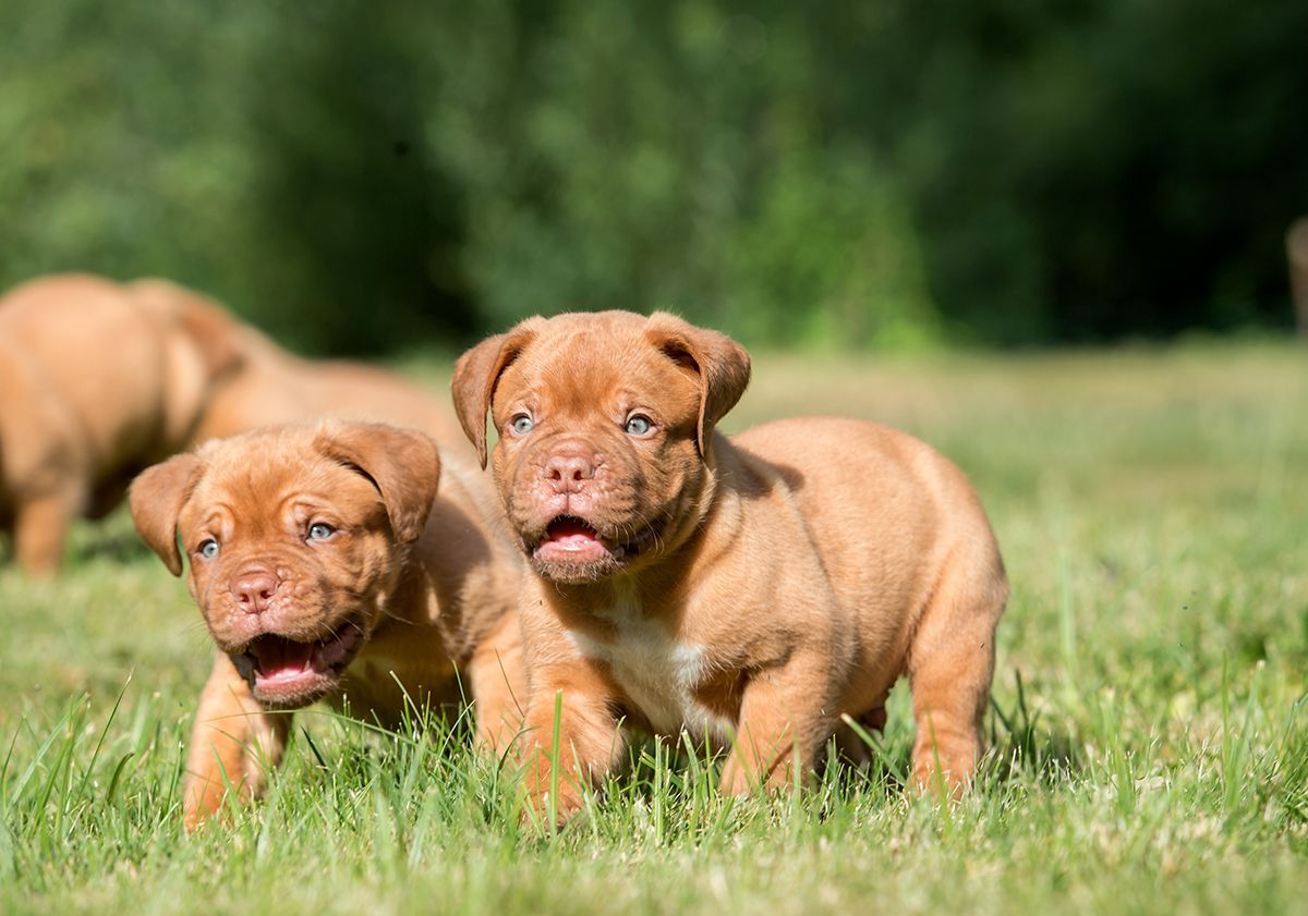 Chiots dogue de Bordeaux