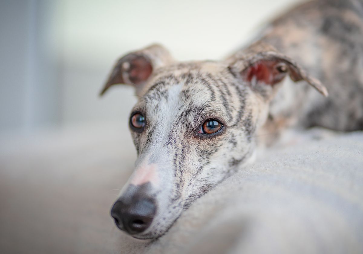 Lévrier whippet en gros plan