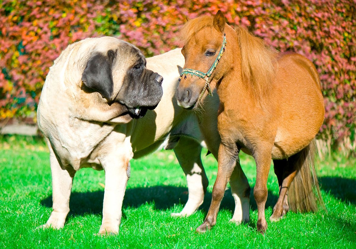 Mastiff avec un poney