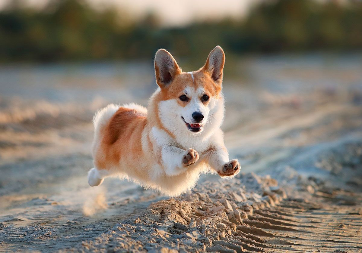 Welsh corgi pembroke qui court