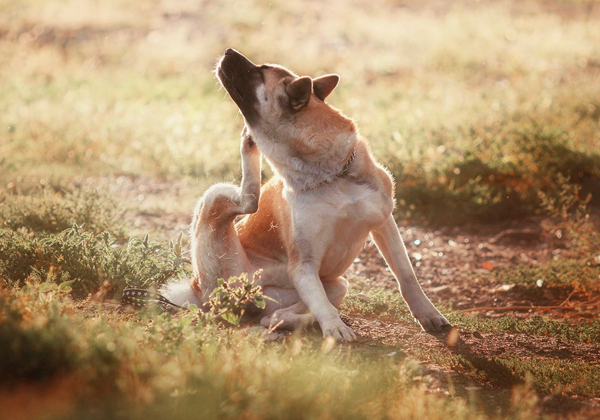 Chien qui se gratte 