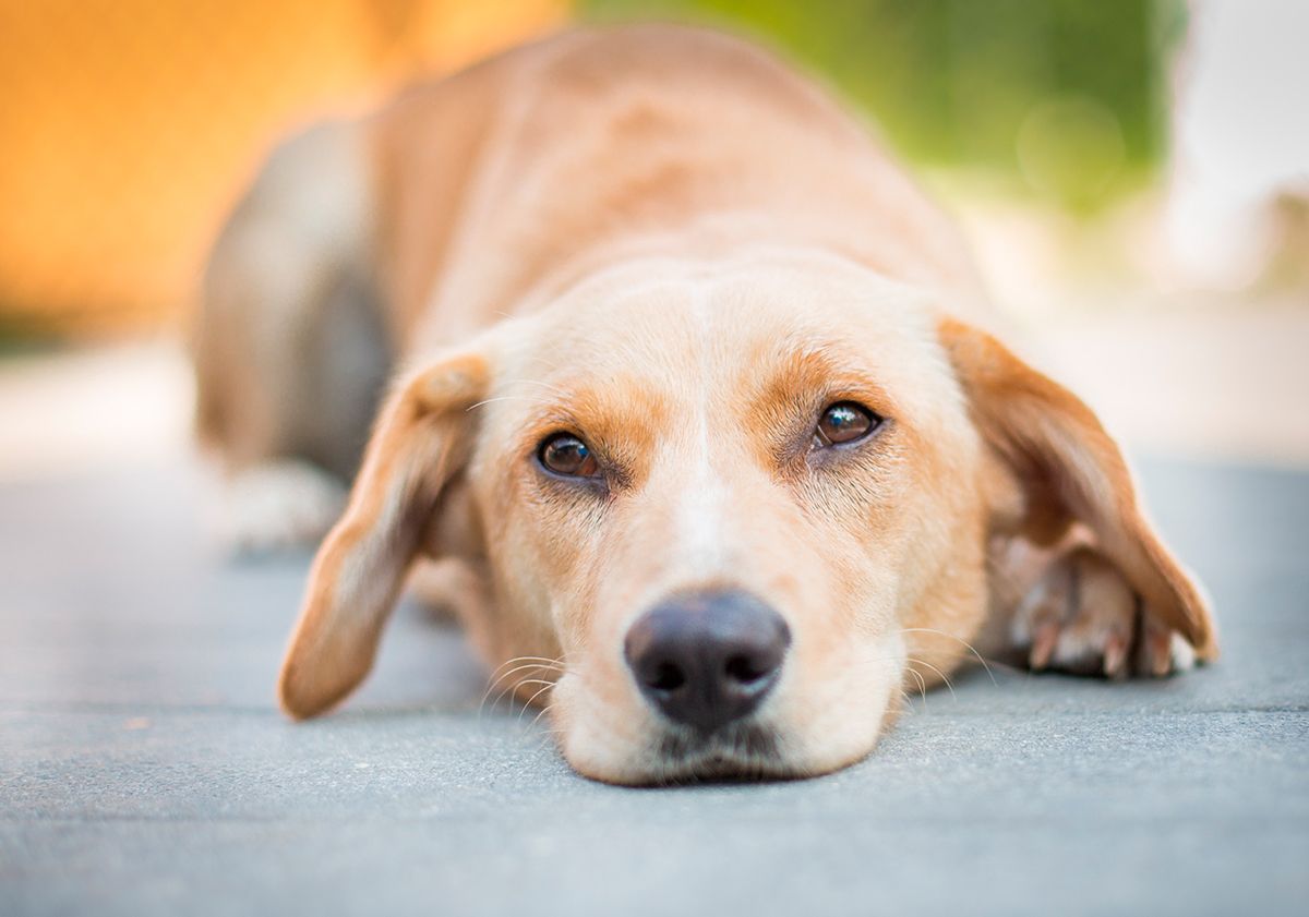 Chien couché en extérieur