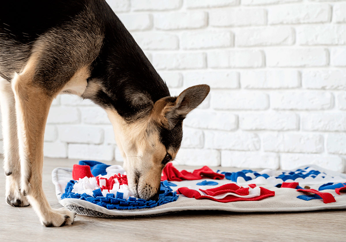 Tapis de fouille pour chien