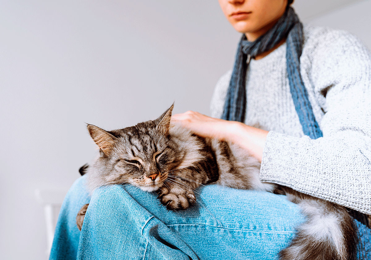 Chat malade sur les genoux de sa maîtresse