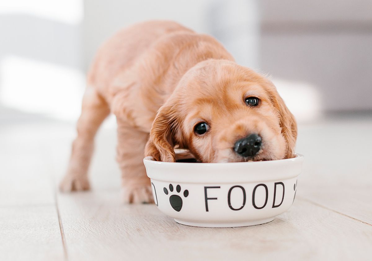 Chiot mangeant dans sa gamelle