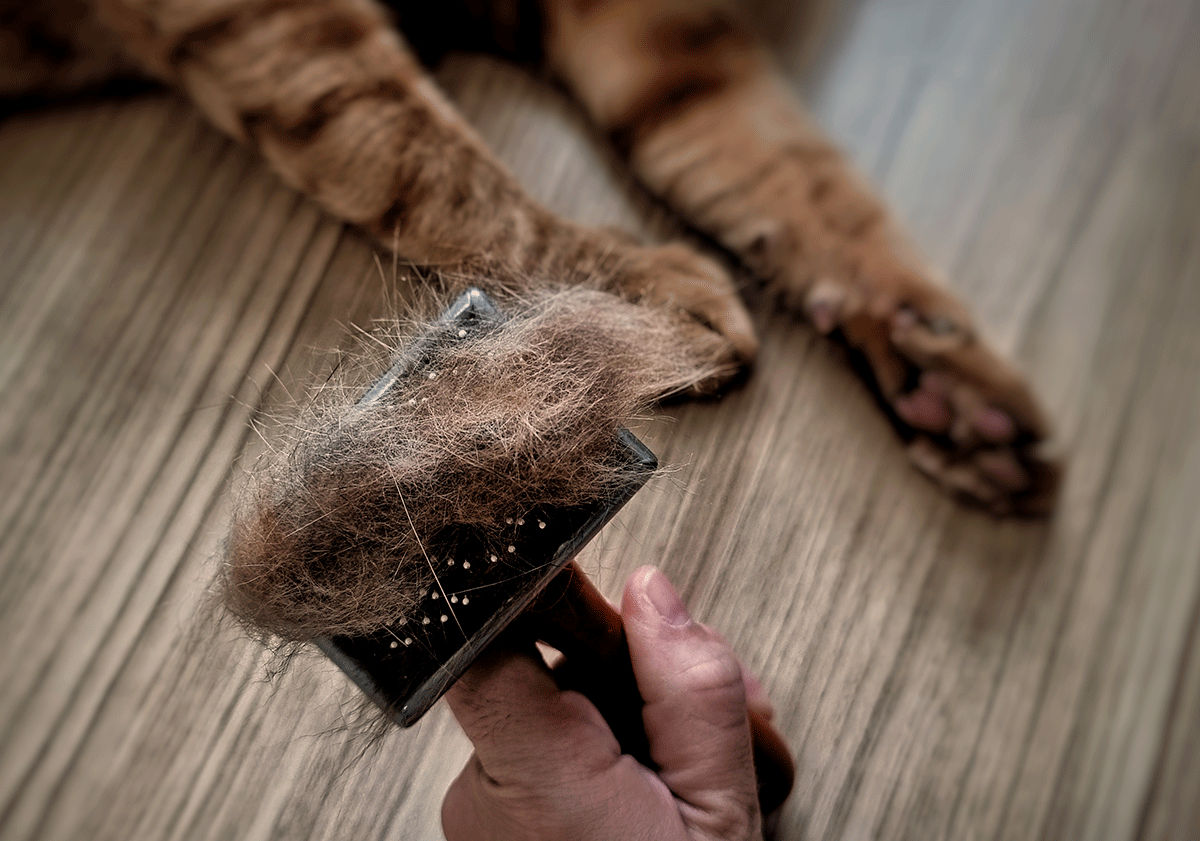 Poils sur les brosse d'un chat