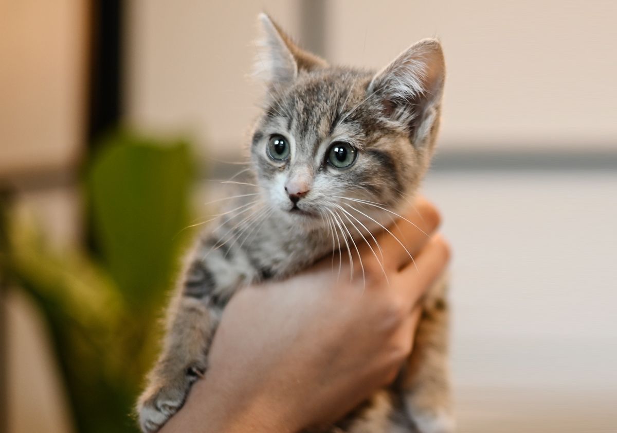 Petit chaton tenu par son maître