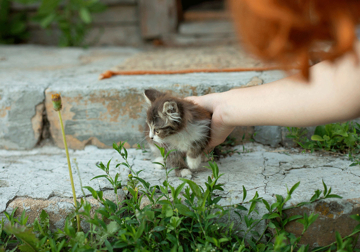 Où trouver un chaton ? 