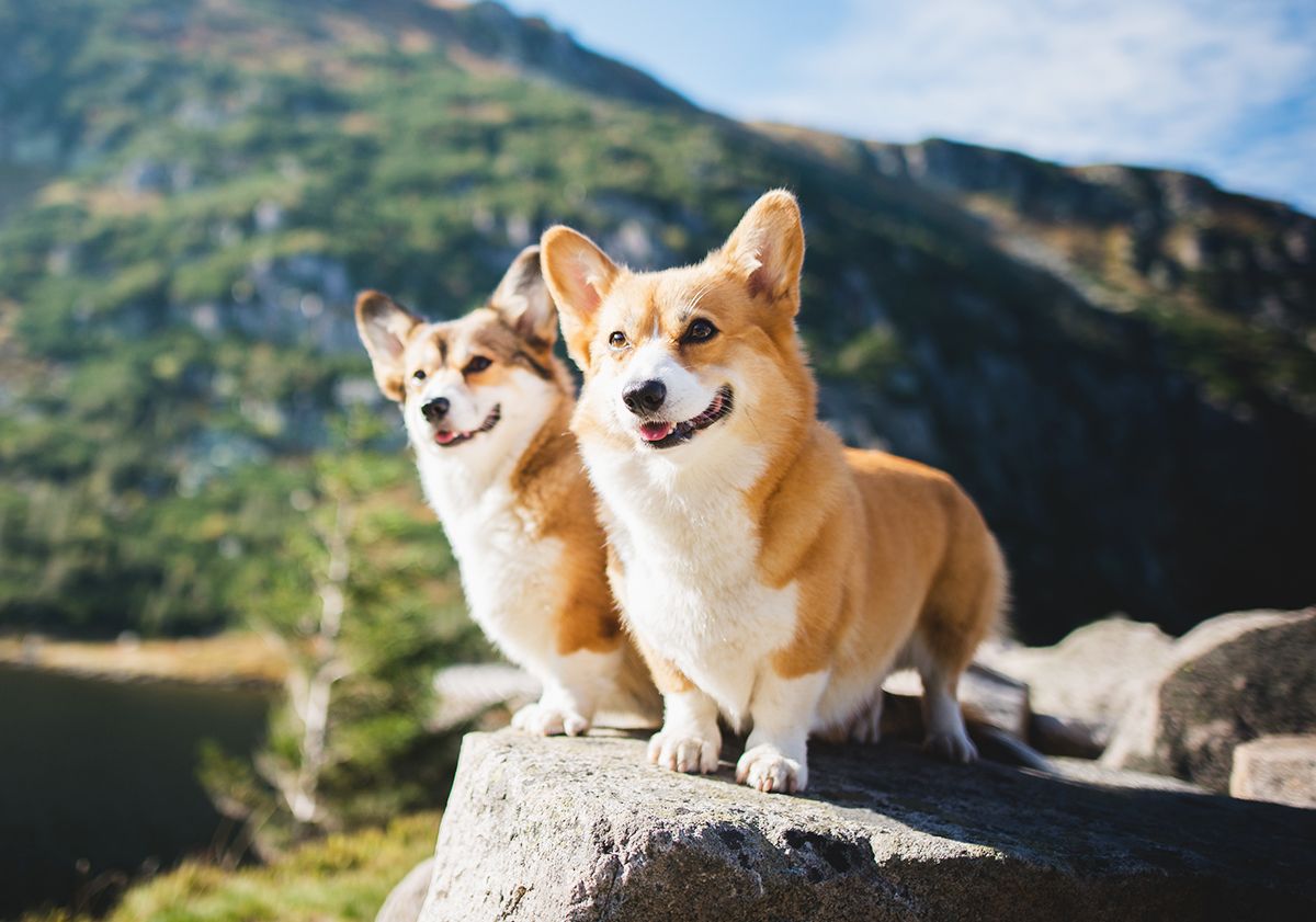 2 corgis en extérieur