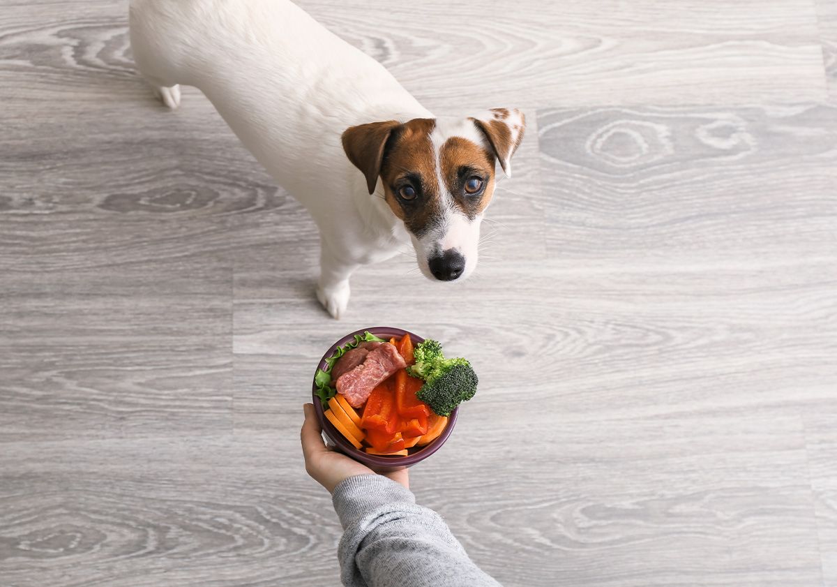 Chien devant sa portion de ration ménagère