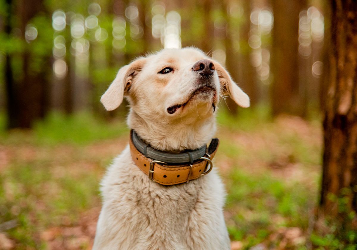 Chien en forêt