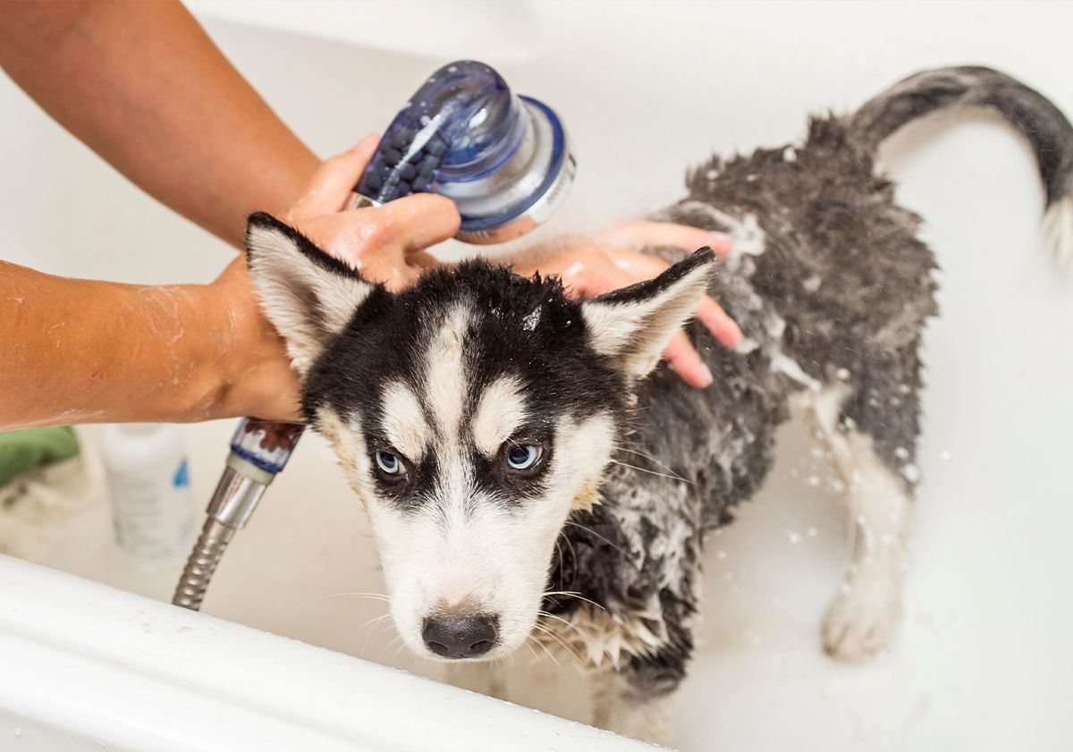 Chiot husky prenant son bain