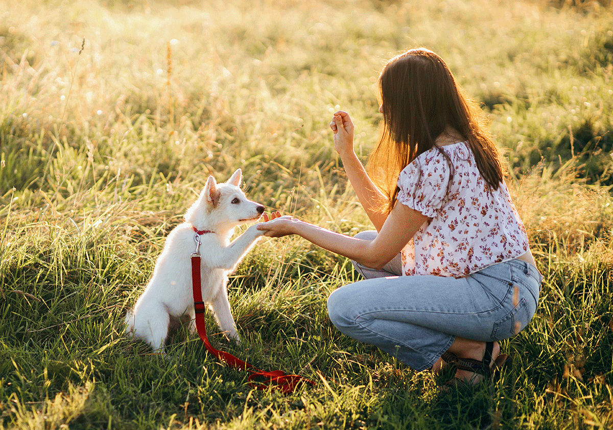 Top 10 des tours à apprendre à son chien