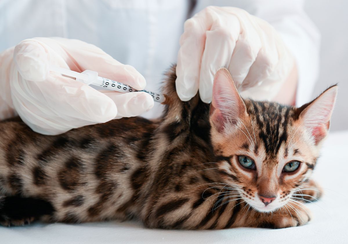 Vaccination d'un chaton tigré