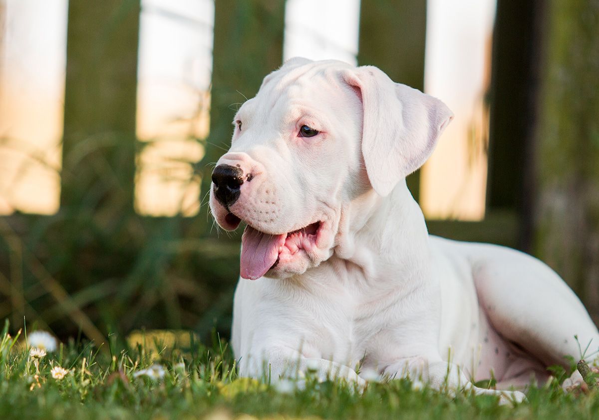 dogue argentin allongé dans l'herbe