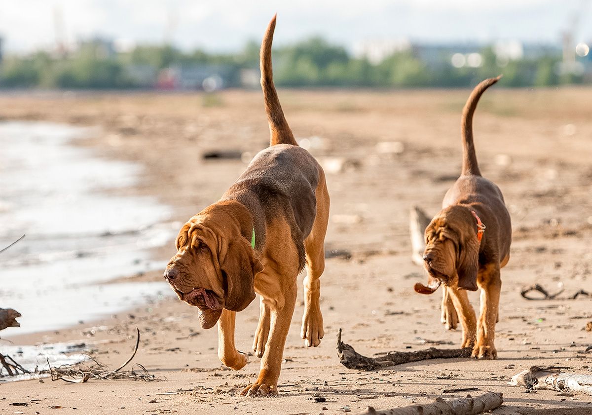 2 chiens de saint-hubert sur la plage