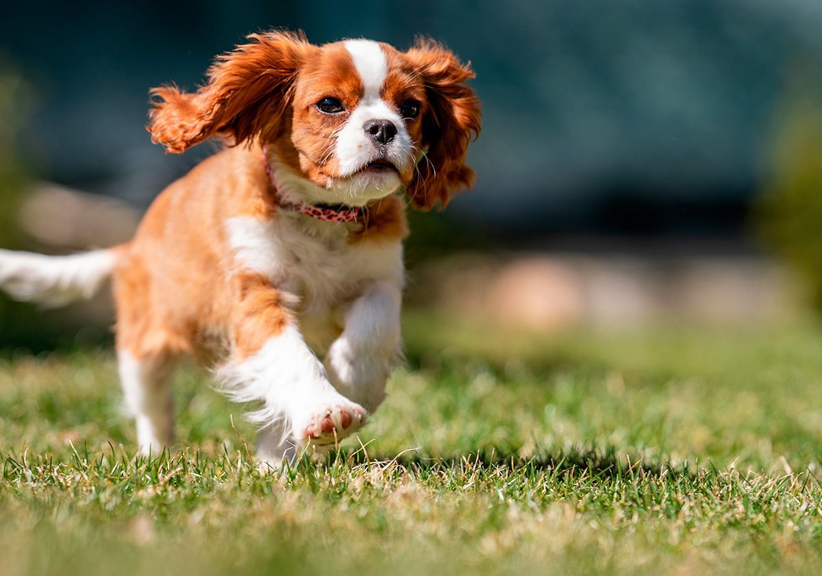 cavalier king charles courant dans la nature