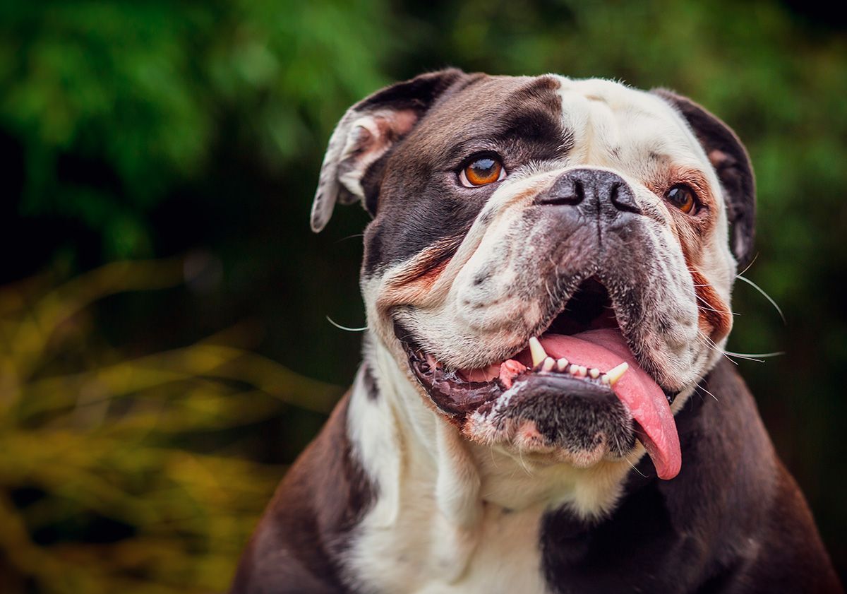 bulldog anglais avec la langue dehors