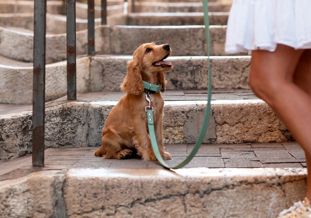 chiot cocker en promenade