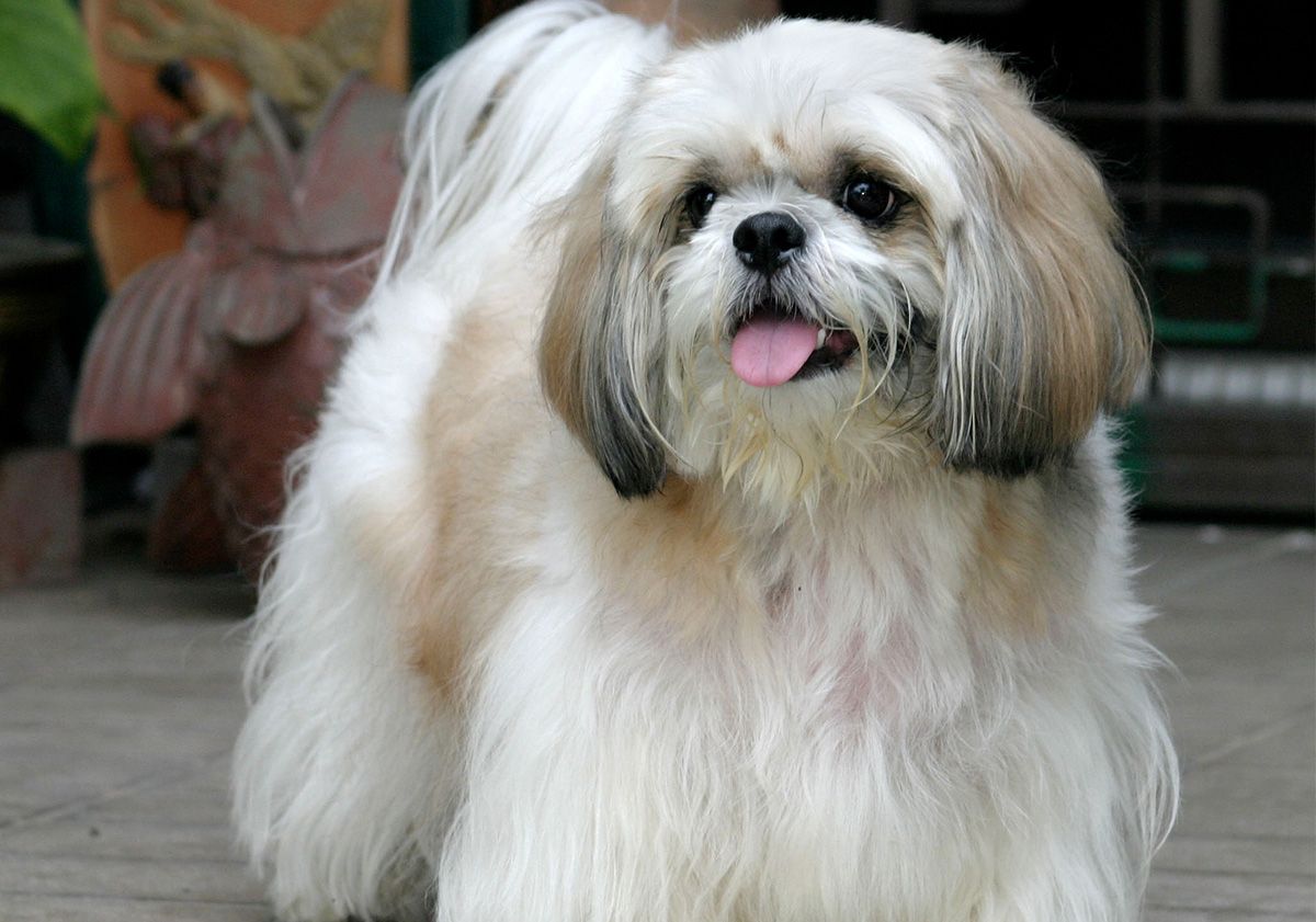 shih tzu en extérieur