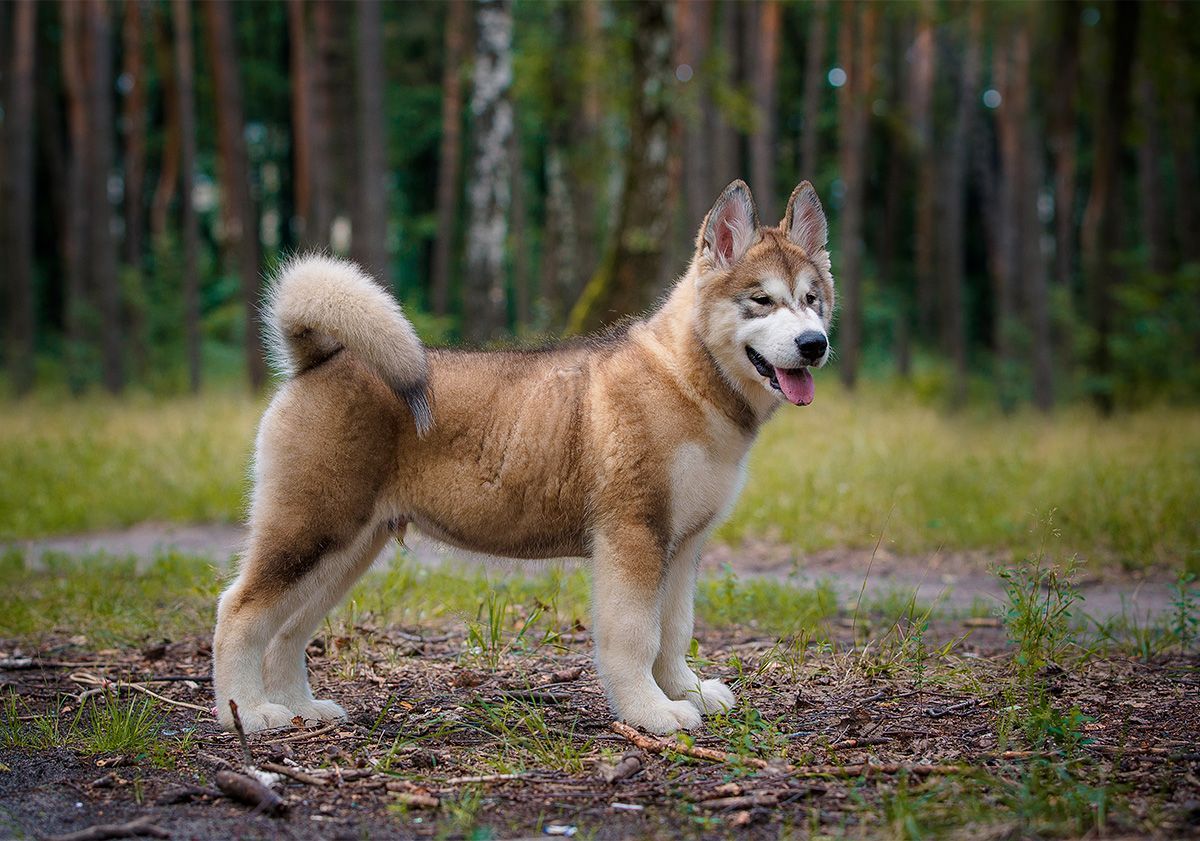 chiot malamute de l'alaska