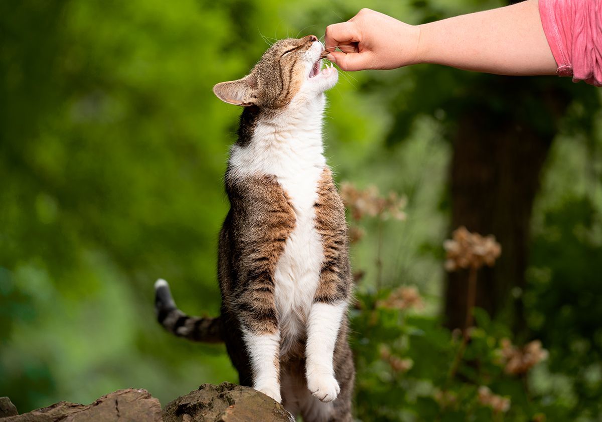 Maîtresse tendant une croquette à son chat