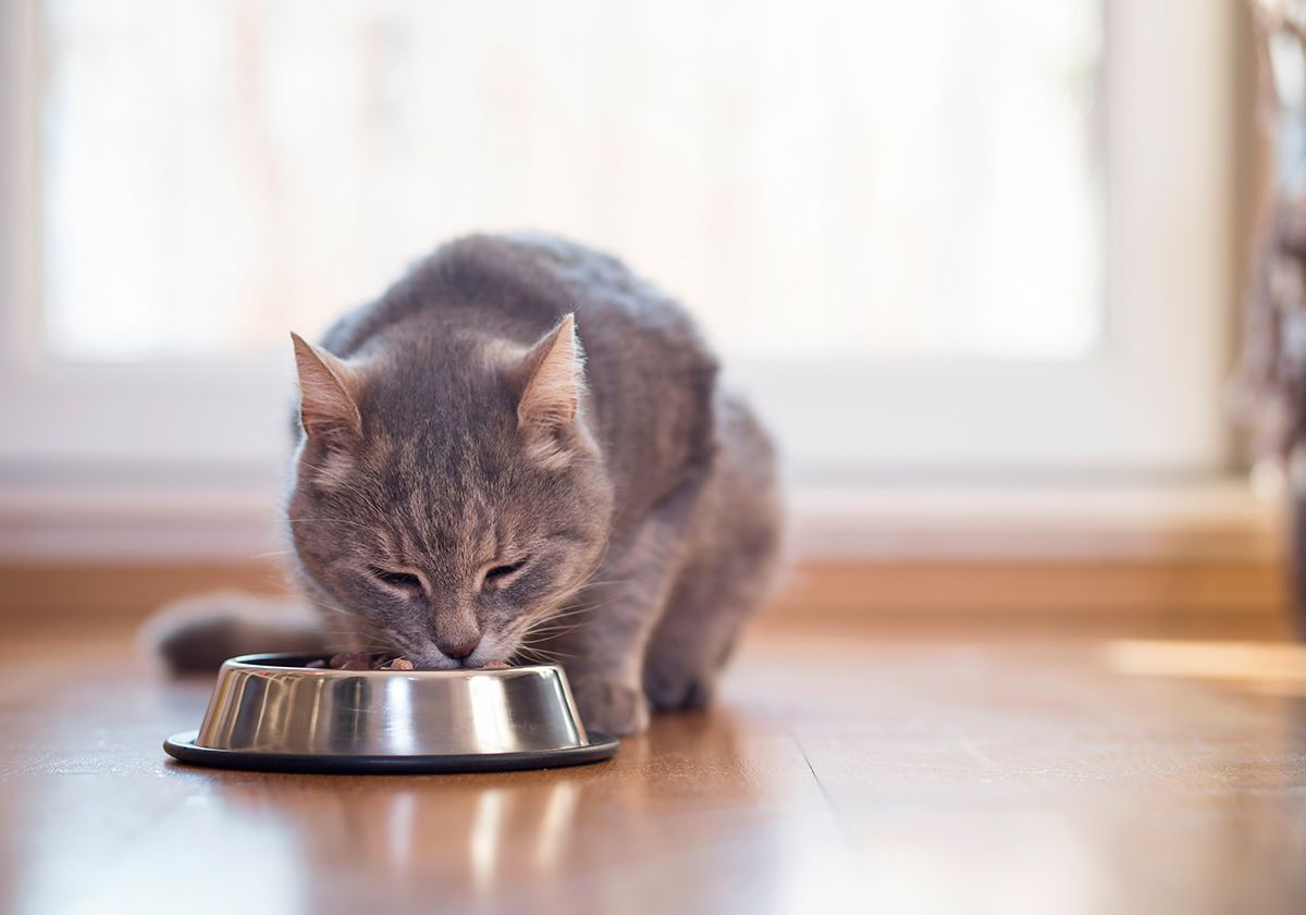 Chat allergique mangeant dans sa gamelle de croquettes