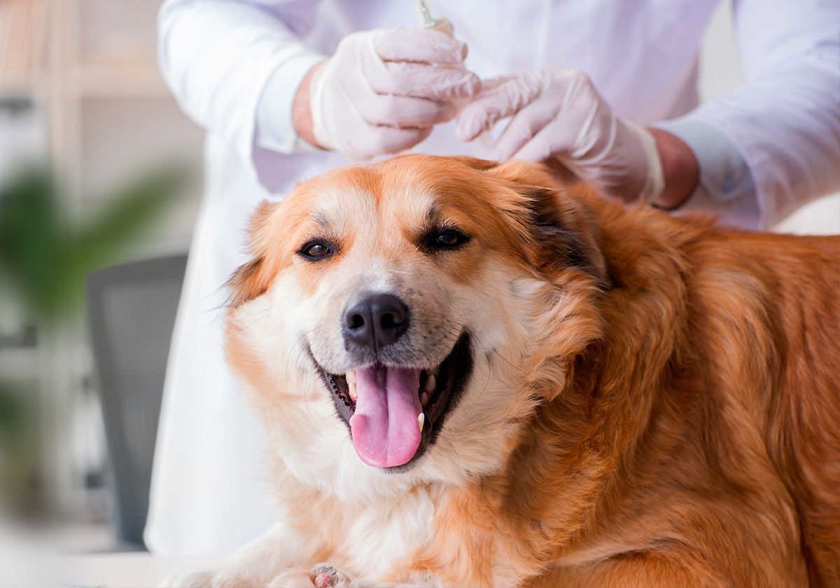 Chien allergique chez le vétérinaire