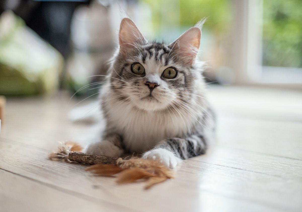 chat allongé sur du parquet