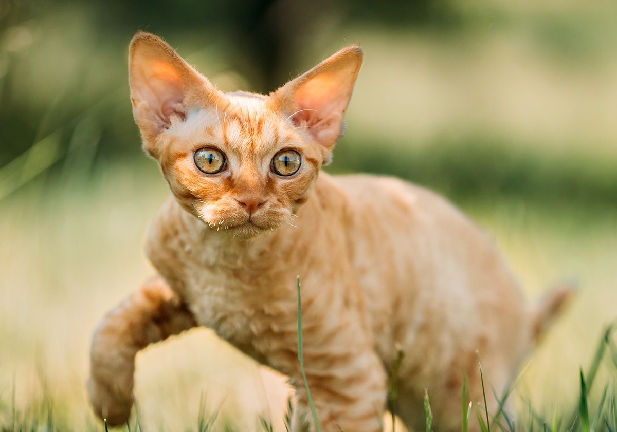 Chaton Devon Rex roux chassant dans l'herbe