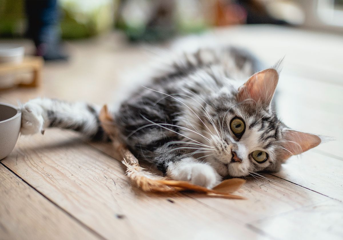 Chat qui miaule parce qu'il s'ennuie