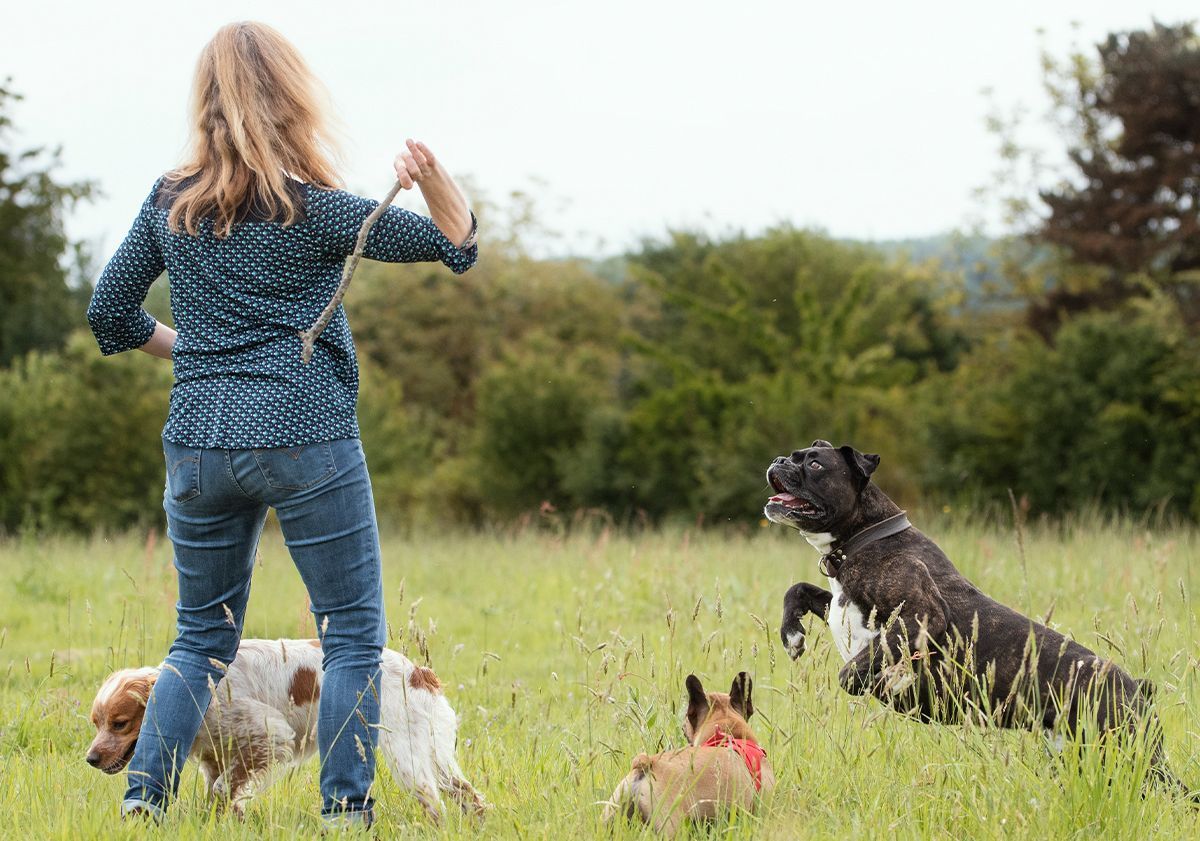 Maîtresse jouant avec ses chiens hyperactifs