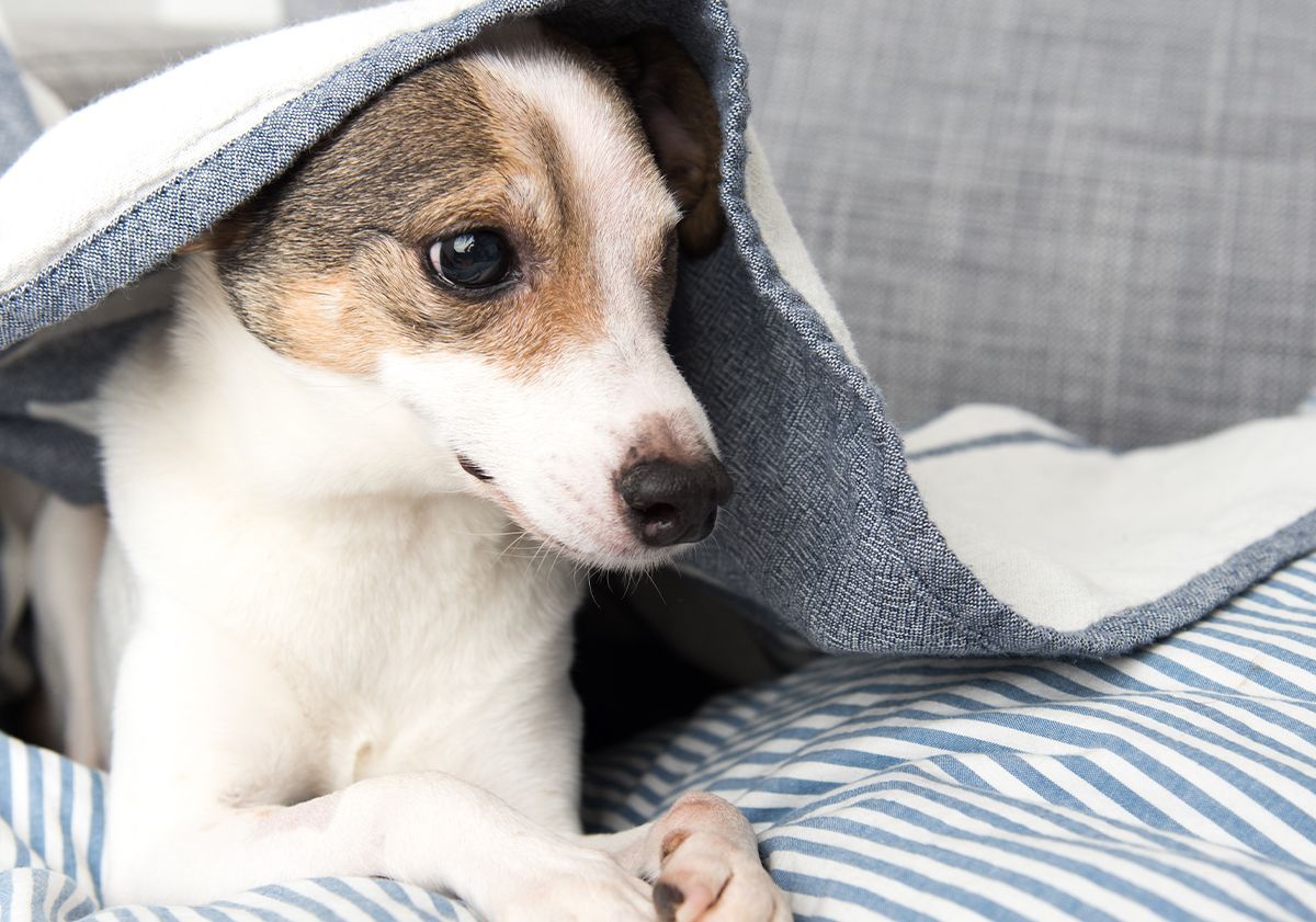 Chien qui aboie de peur