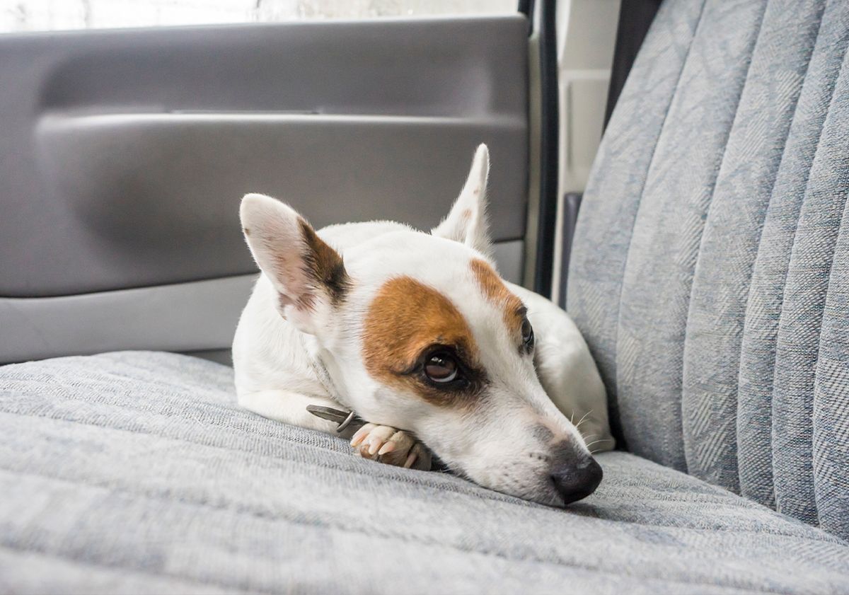 Chien qui pleure dans une voiture