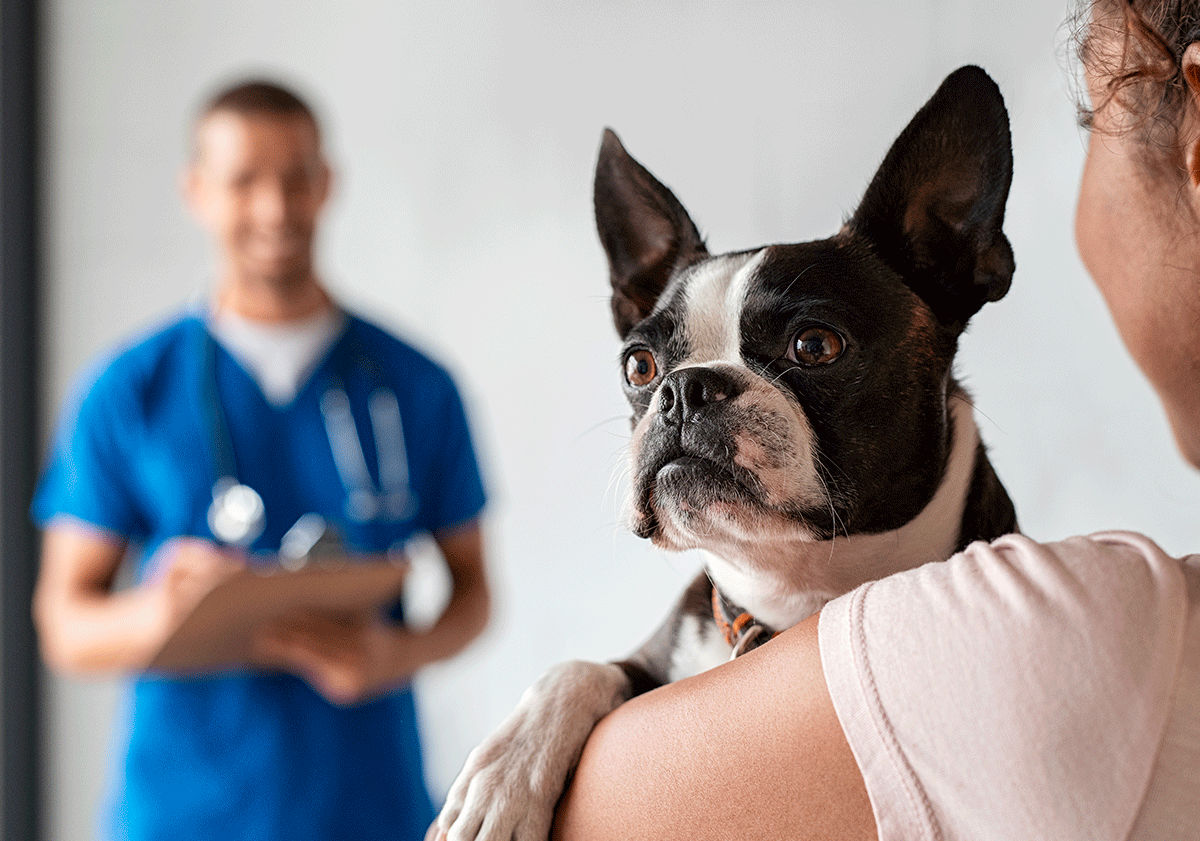 Bouledogue français chez le vétérinaire