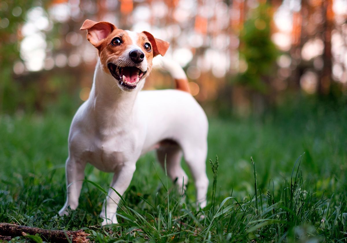 Jack russell terrier