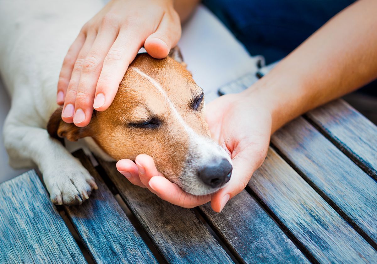 Maître caressant son chien