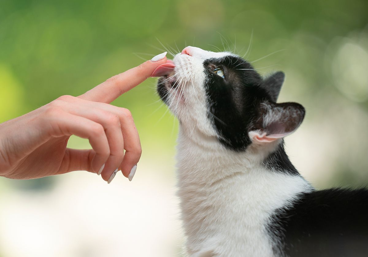 Chat léchant le doigt de sa maîtresse