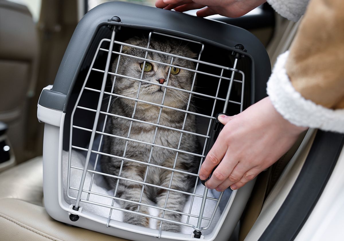 Chat dans une cage de transport lors d'un déménagement
