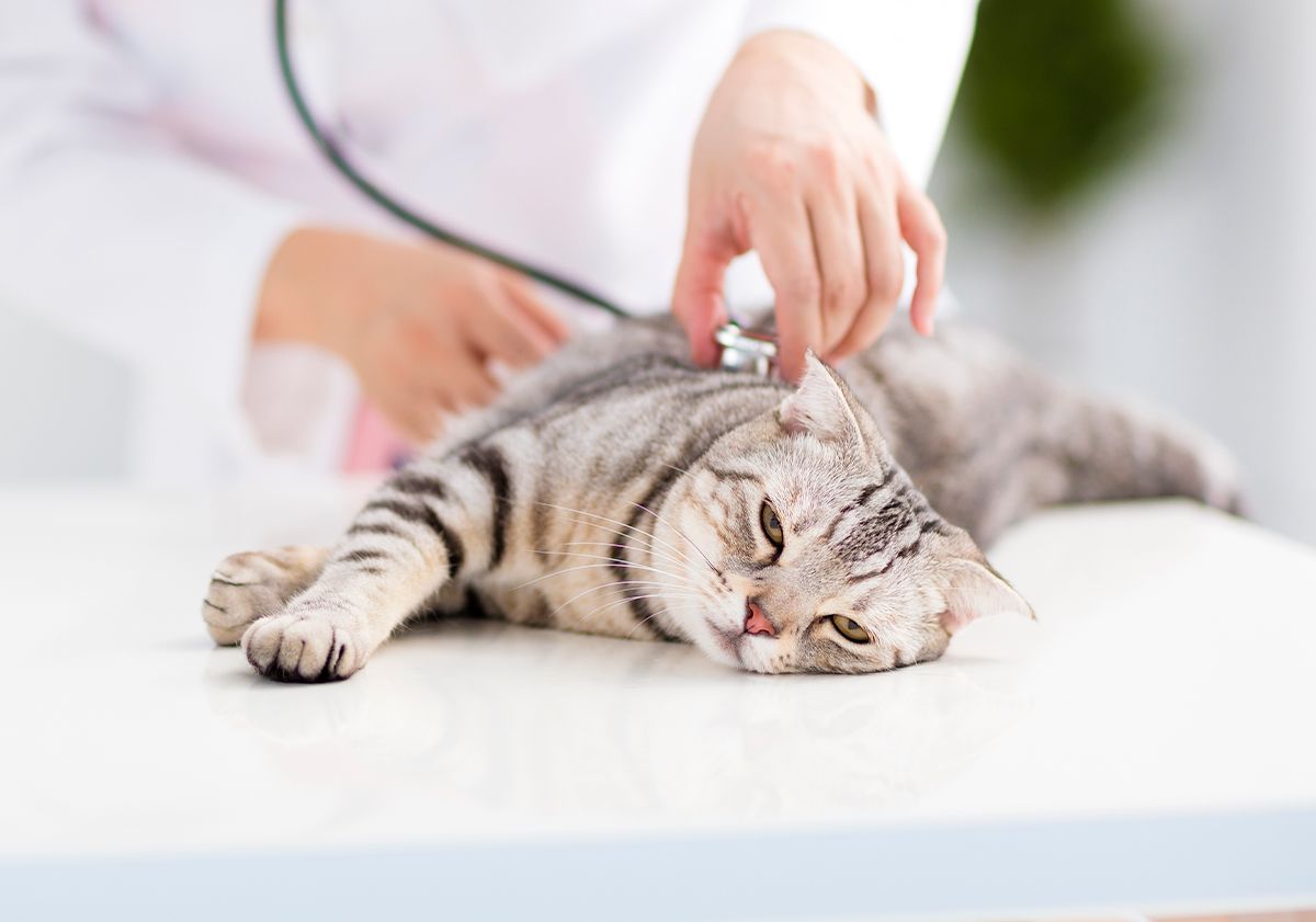 Chat couché chez le vétérinaire