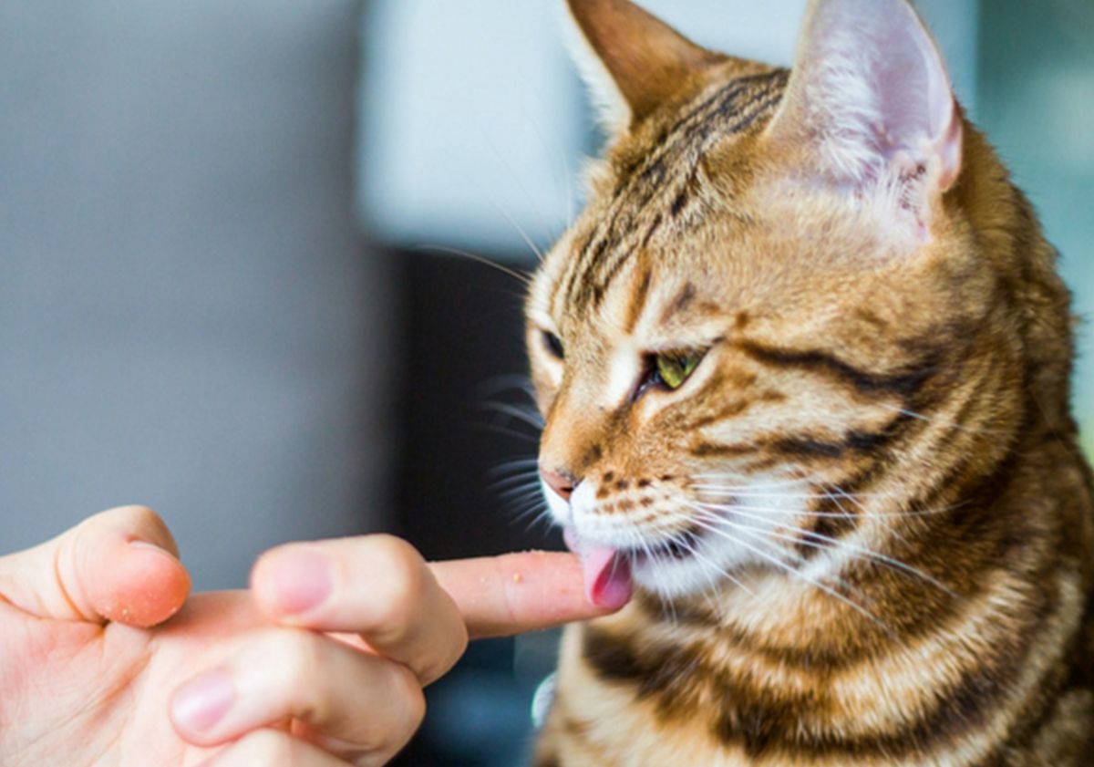 Chat léchant son médicament