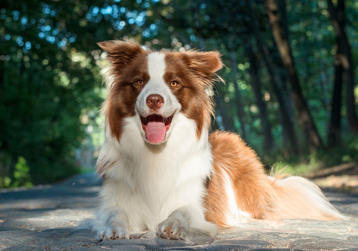 chien en parfaite santé dans la forêt