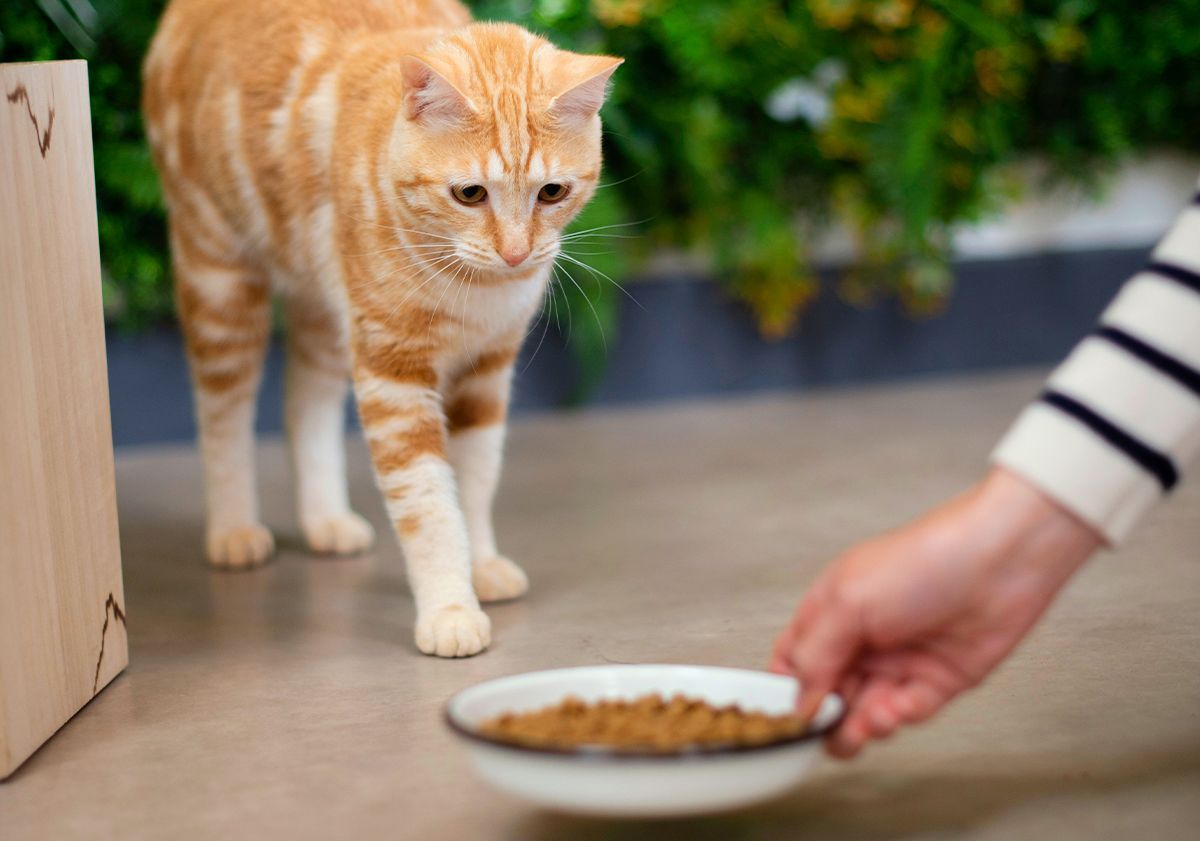 Chat accédant à sa gamelle de croquettes