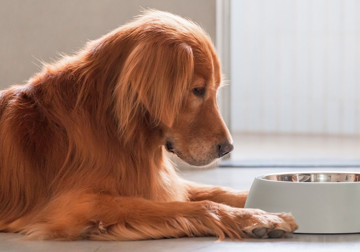 Golden Retriever avec sa gamelle