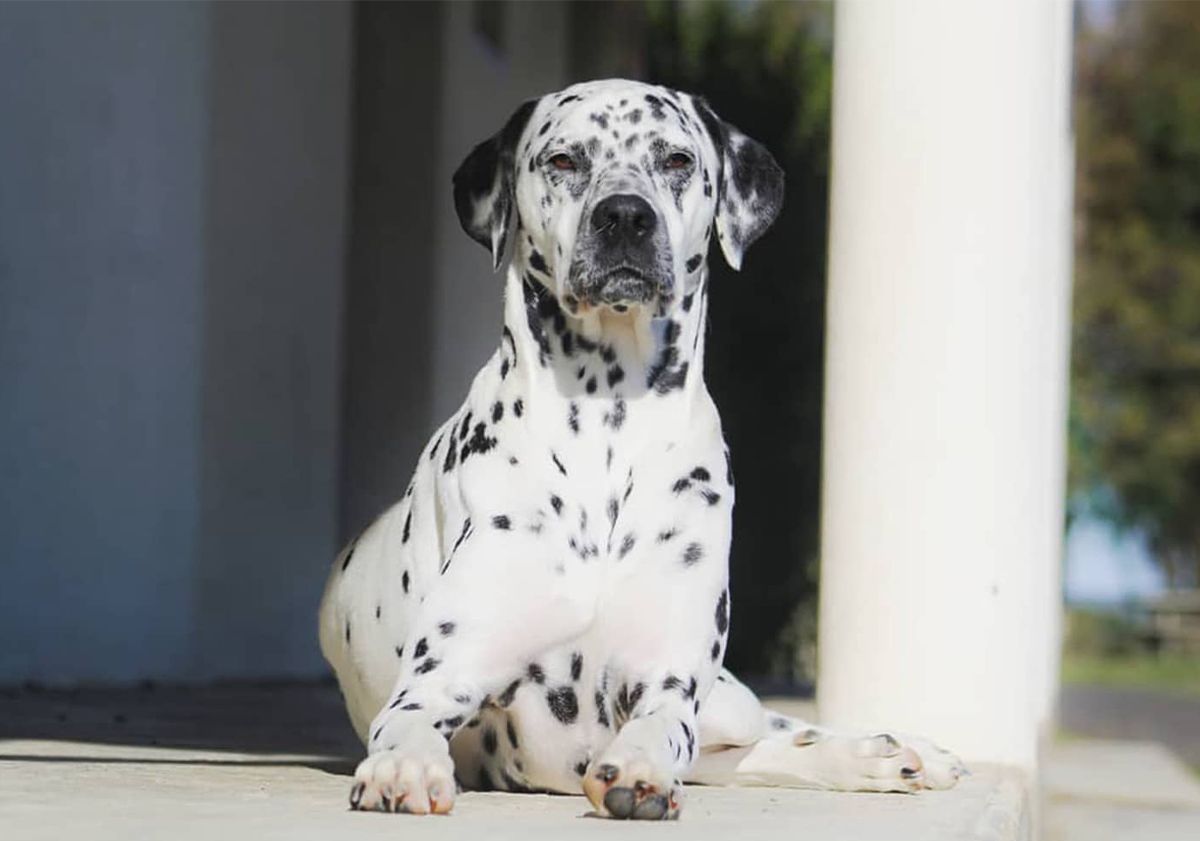 Dalmata sdraiato al sole davanti a una casa