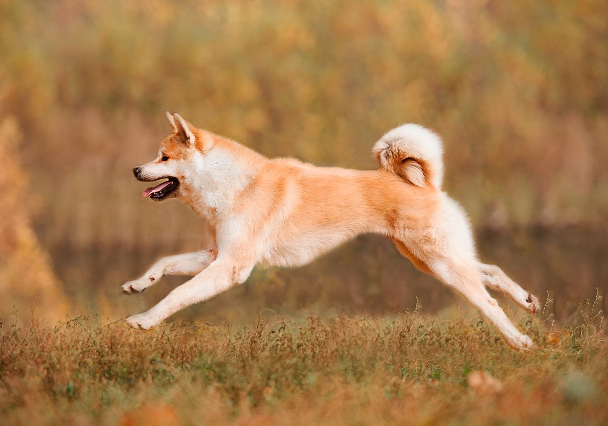 Akita inu courant en extérieur