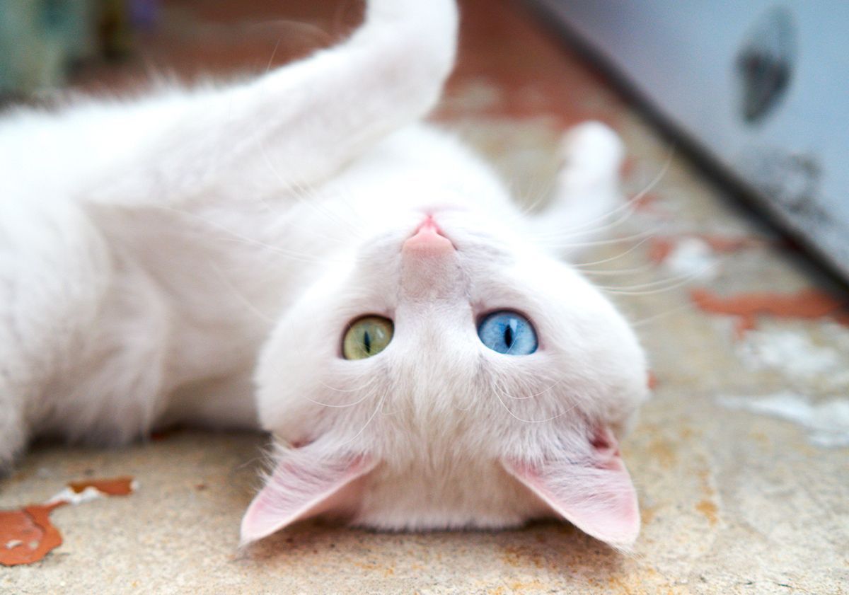 Angora turc allongé sur le dos