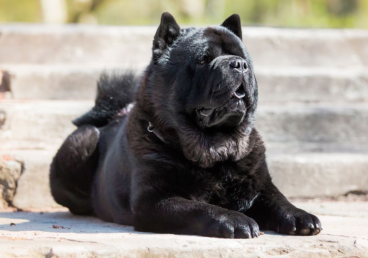 Chow-chow noir couché 