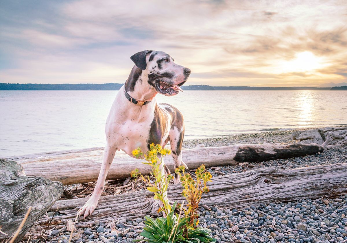 Dogue allemand au bord de l'eau