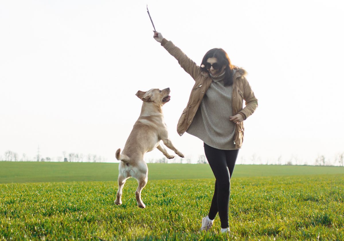 Activités pour labrador